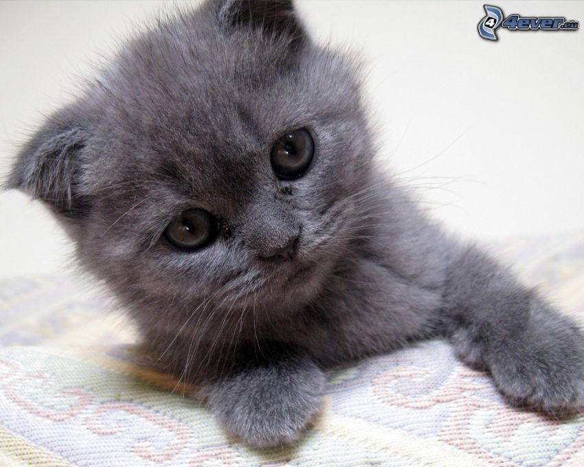 a small black kitty, british shorthair
