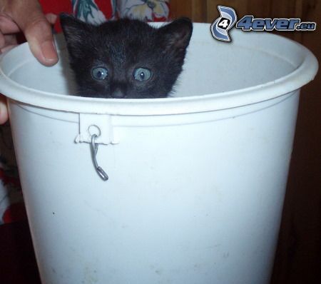a small black kitty, tomcat, bucket