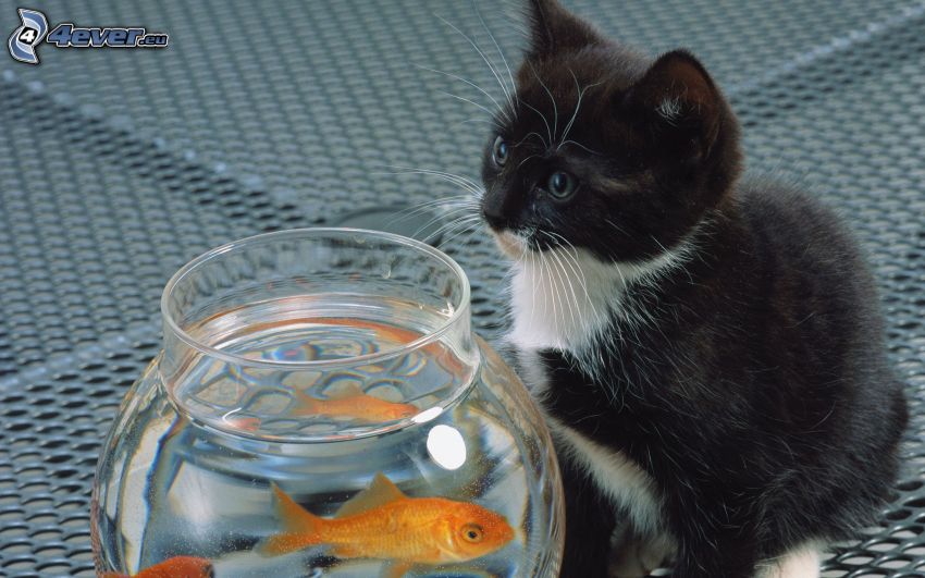 black and white kitten, aquarium, fish