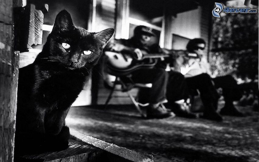 black cat, black and white photo