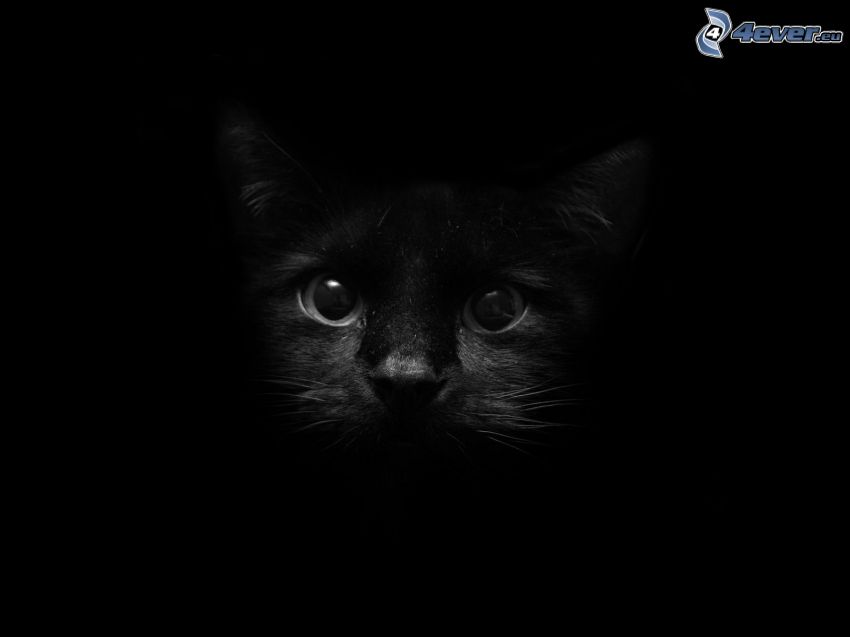 black cat, darkness