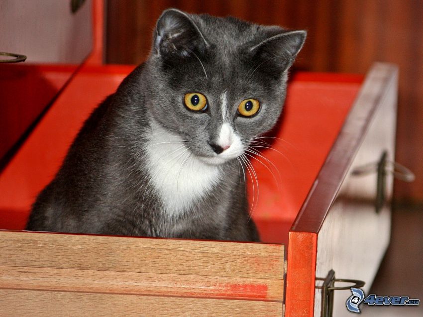 black cat, drawer