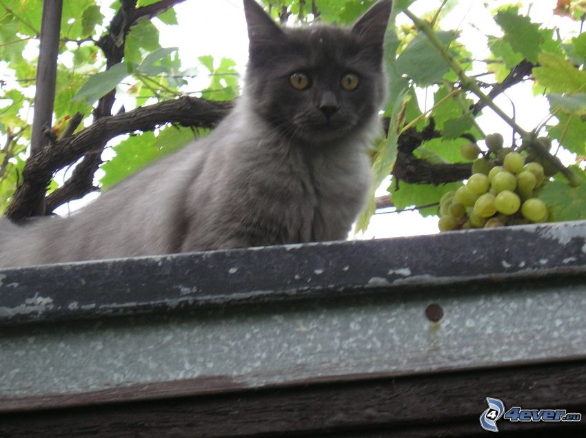 black cat, grape leaves