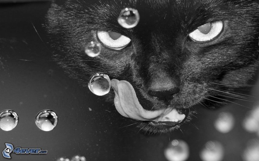 black cat, tongue, drops of water