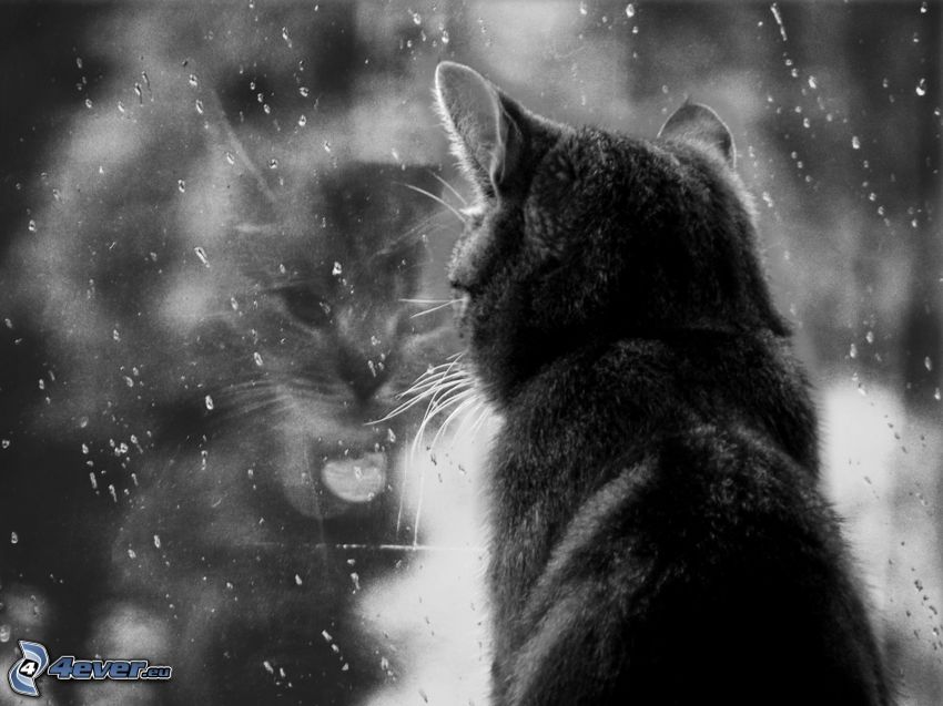 black cat, window, black and white photo