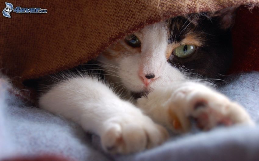 black white cat, cat under a blanket