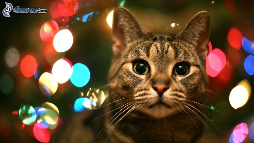 brown cat, lights