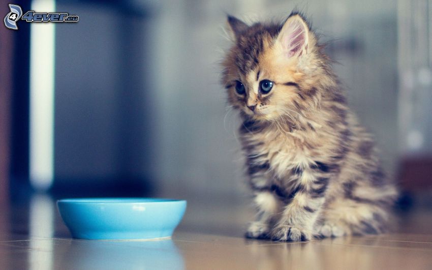 brown kitten, bowl