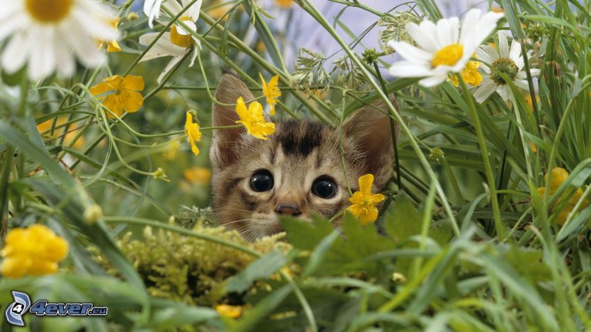 brown kitten, cat in the grass, white flowers, grass