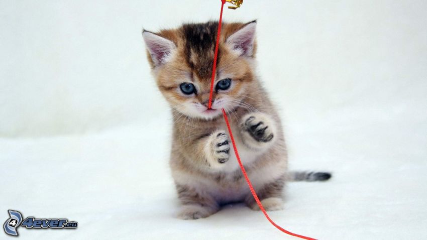 brown kitten, string