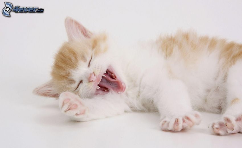 brown kitten, yawn