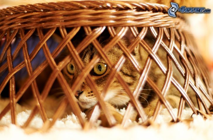 cat, basket