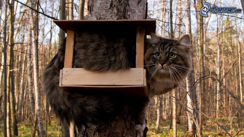 cat, bird box, forest