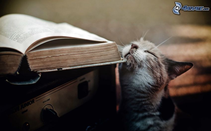 cat, book