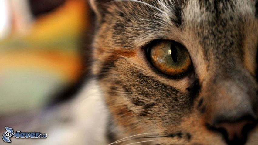 cat, cat eyes