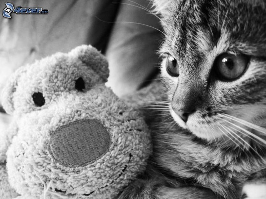 cat, cuddly toy, black and white