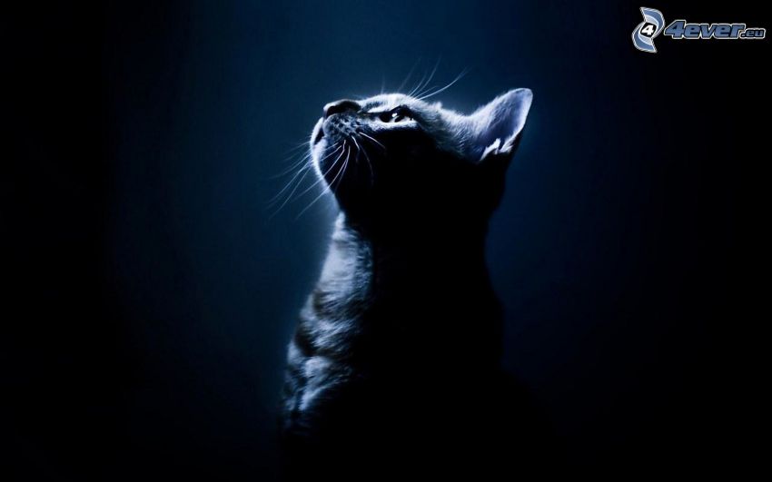cat, darkness