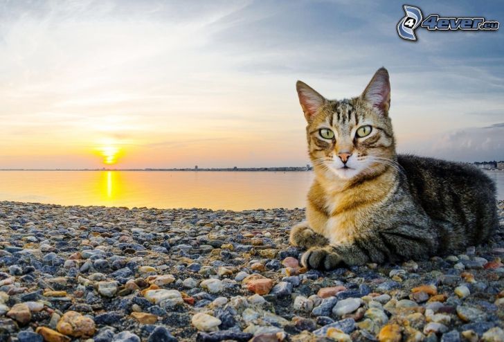 cat, evening beach, gravel, sunset