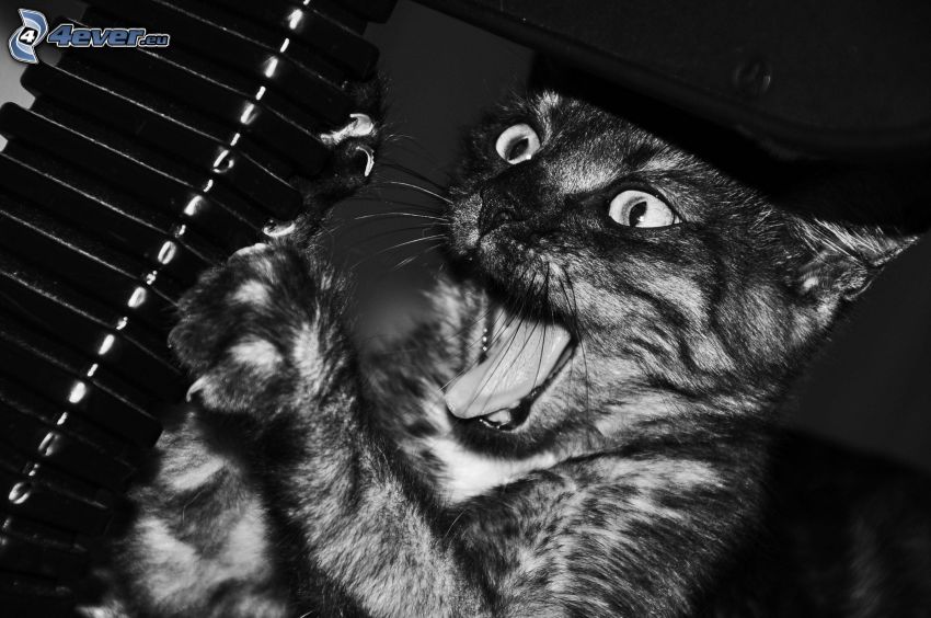 cat, fear, black and white