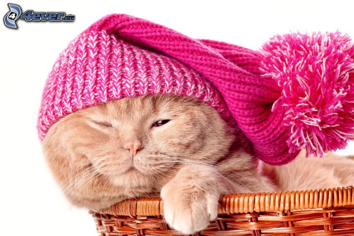 cat, hat, basket