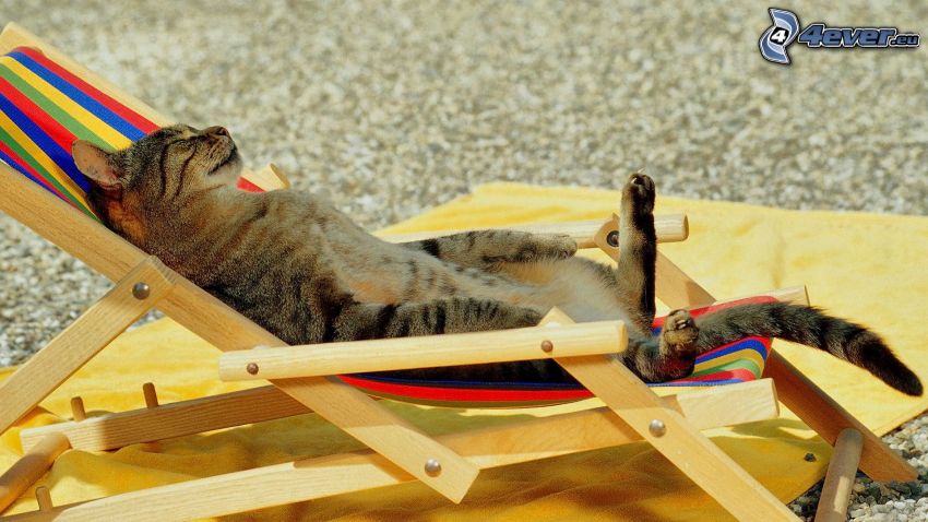 cat, rest, deck chair