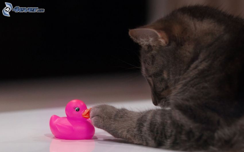cat, rubber duck