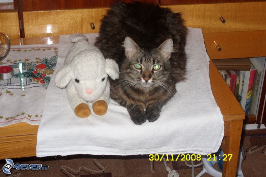 cat, sheep, cuddly toy