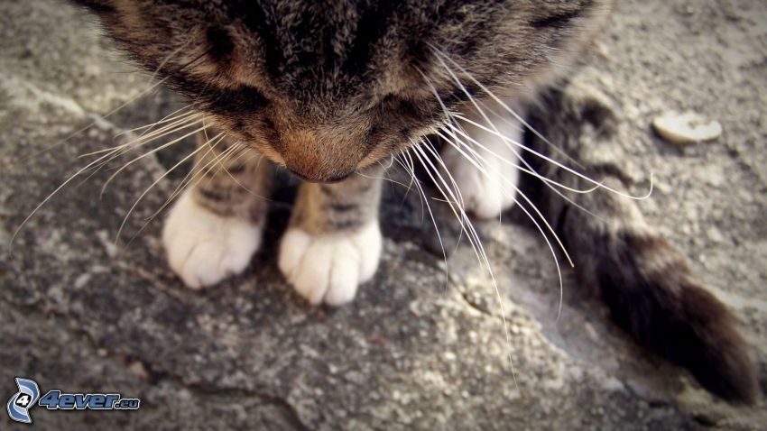 cat, snout, paws