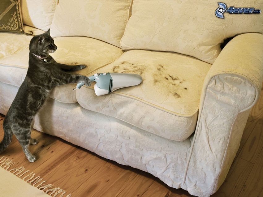 cat, vacuum cleaner, pelage, couch