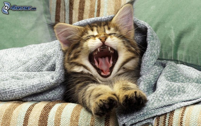 cat, yawn