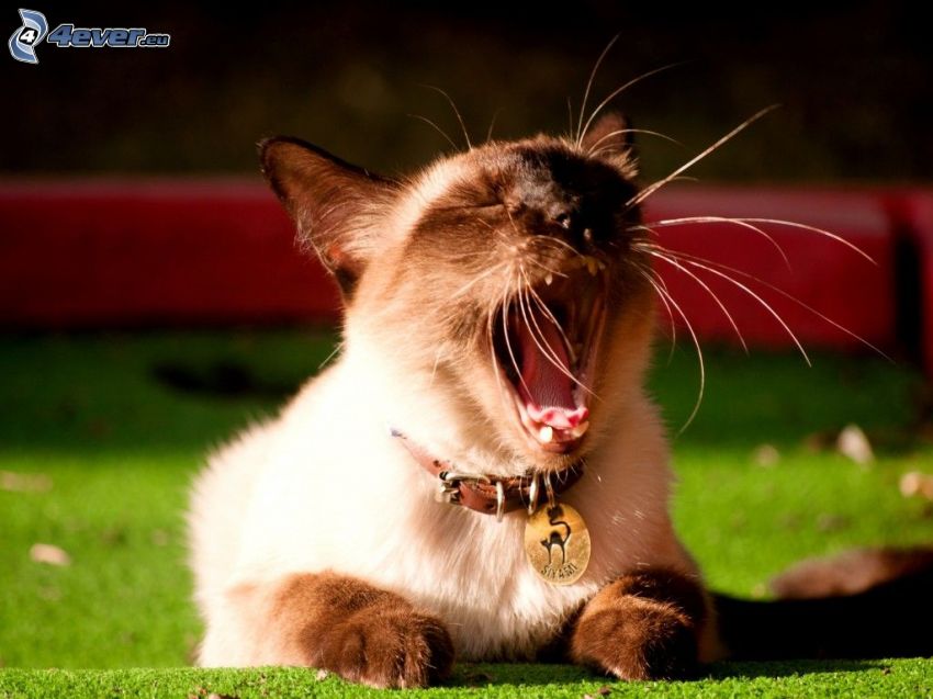 cat, yawn