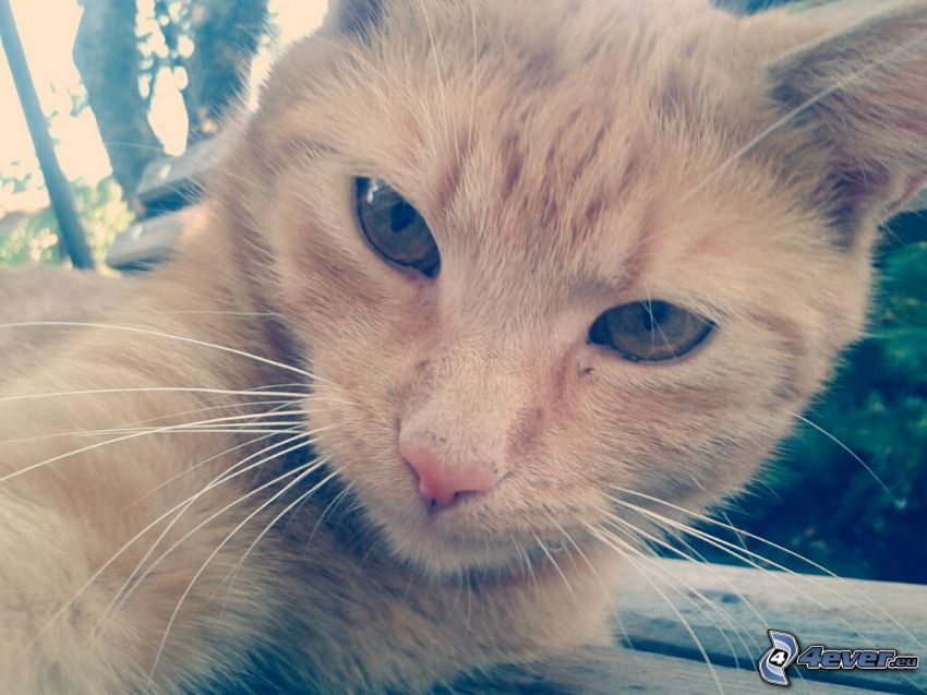 cat face, ginger cat