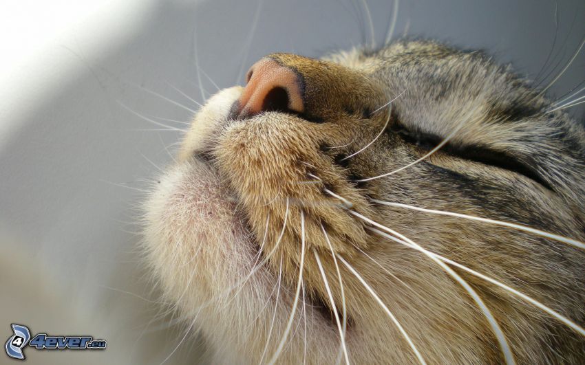 cat face, snout