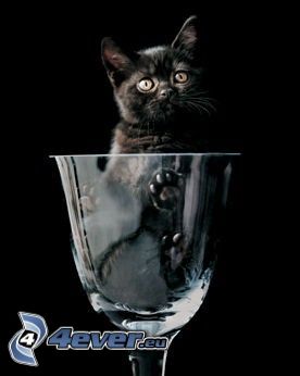 cat in a glass