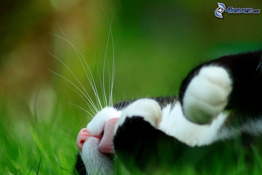 cat in the grass, paws, grass, whiskers