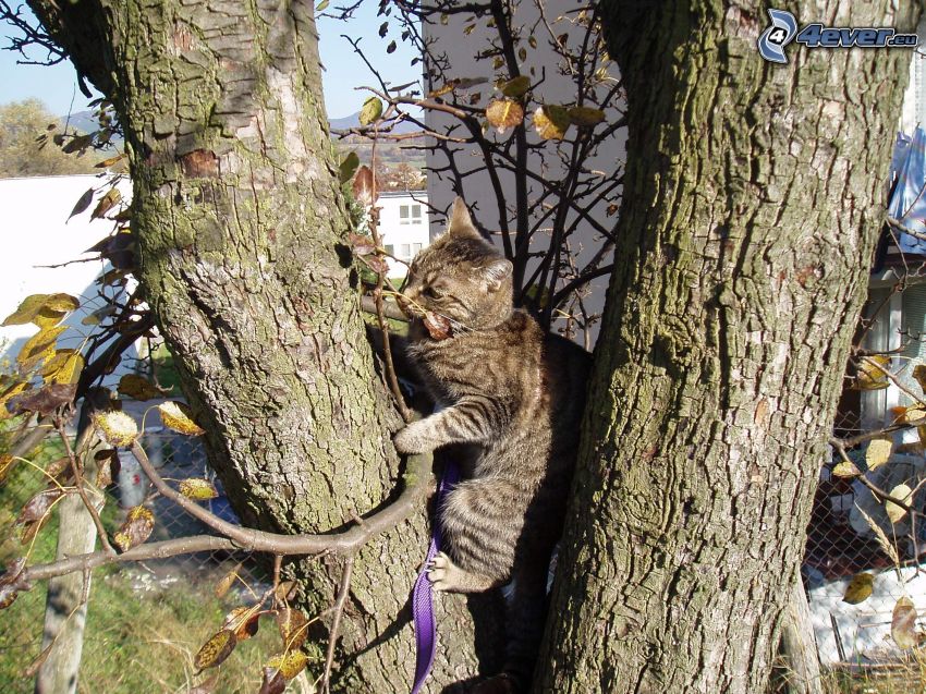cat on a tree, ribbon