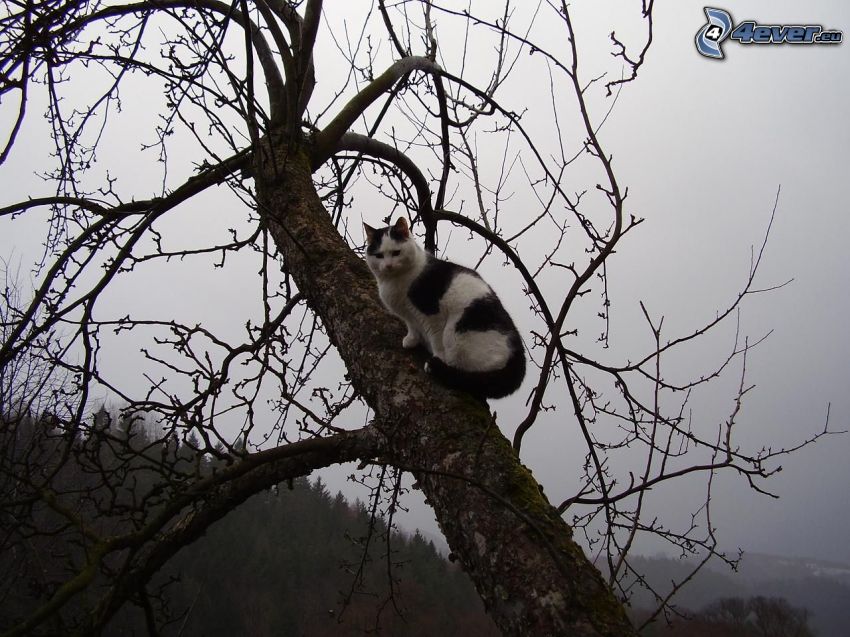 cat on a tree