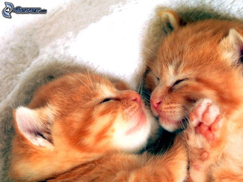 cats, kiss, blanket