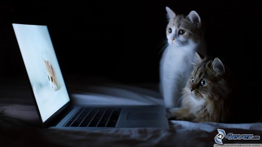 cats, MacBook