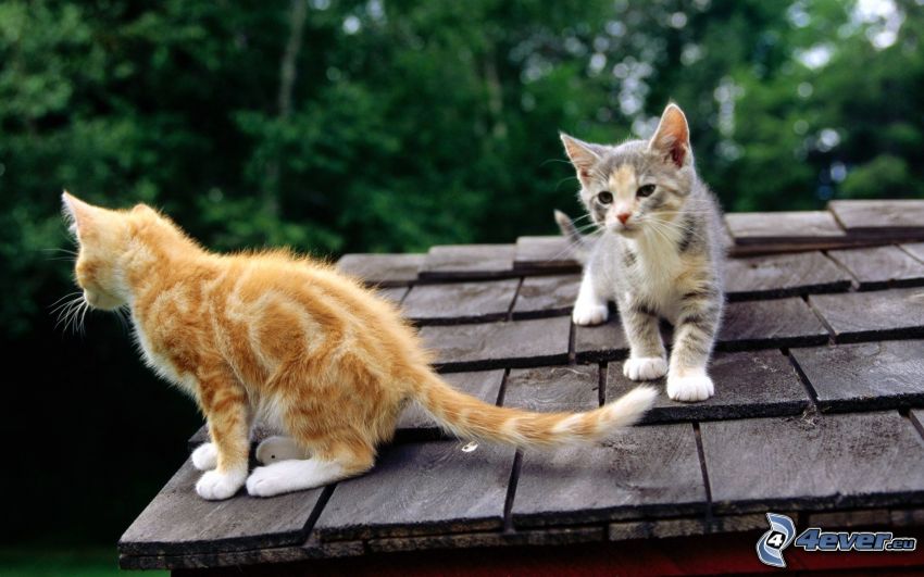 cats, roof