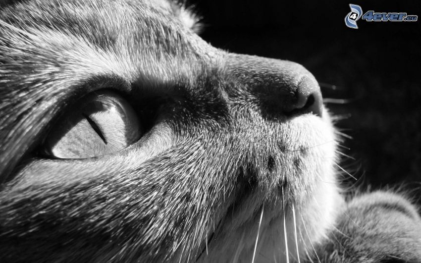 cat's look, black and white