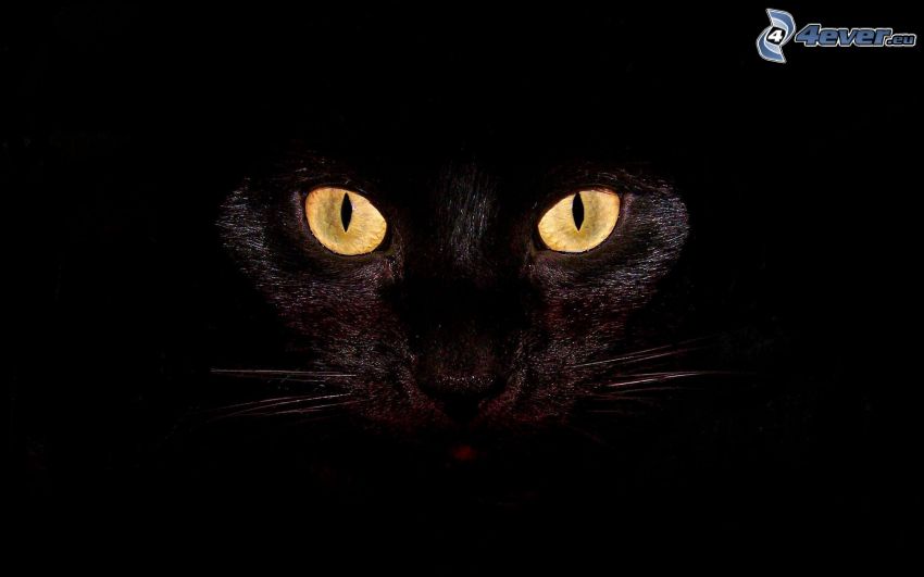 cat's look, black cat