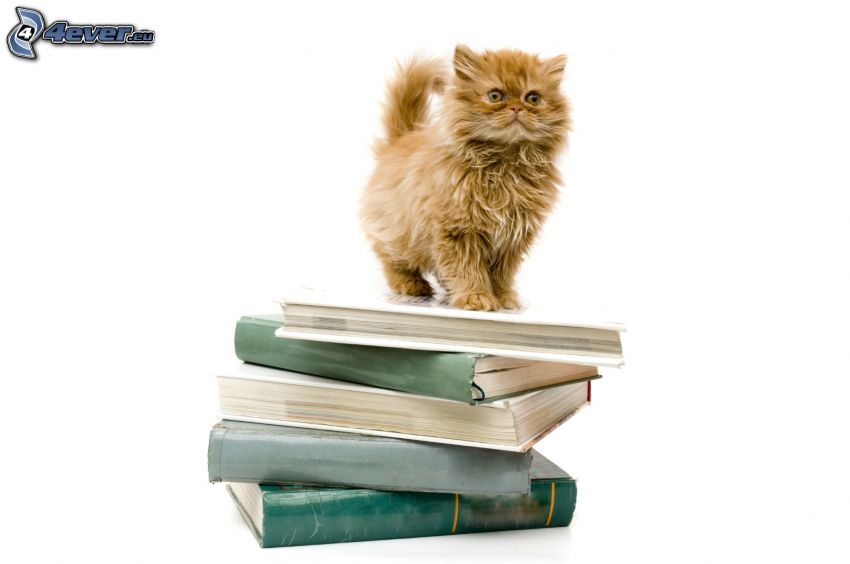 ginger cat, books