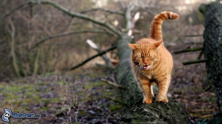 ginger cat, branch