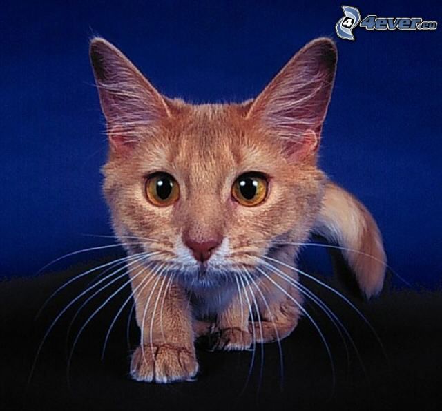 ginger cat, cat's look