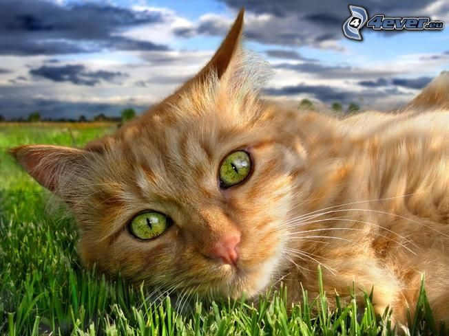 ginger cat, green cat's eyes, lawn