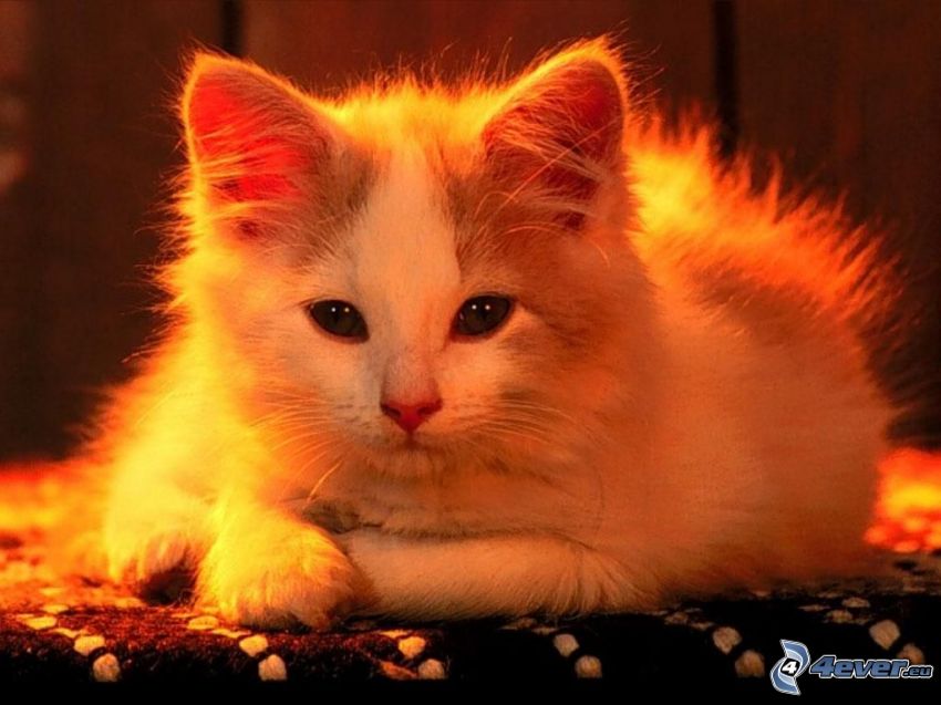 ginger cat, hairy cat