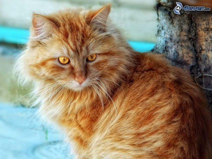 ginger cat, hairy cat