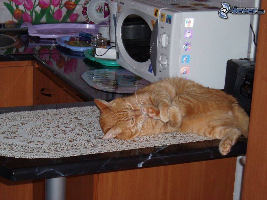 ginger cat, kitchen