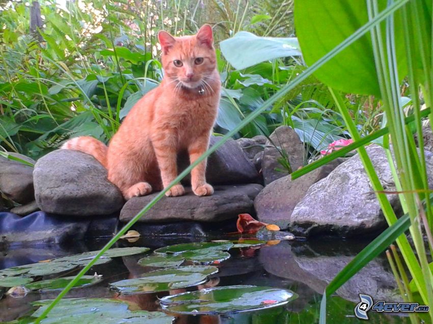 ginger cat, lake